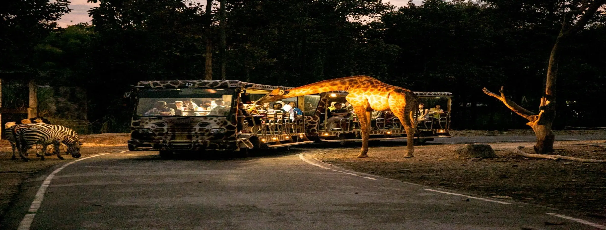 Image for Night Safari